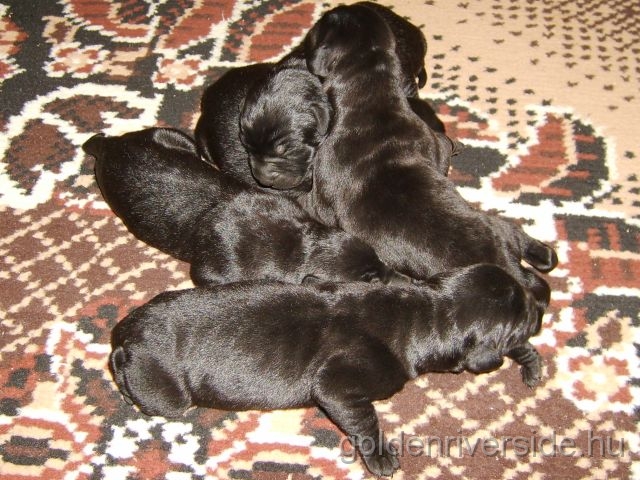 S6002790 kicsi.jpg - Labrador kiskutyk hrom naposan.